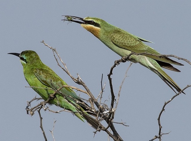 Blue-cheeked Bee-eater - ML378904761