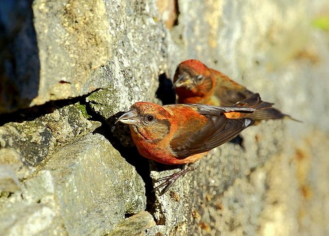 Red Crossbill (Himalayan) - ML378904951
