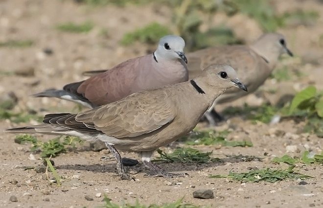 Red Collared-Dove - ML378905071