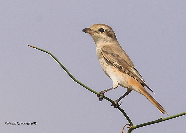 Red-tailed Shrike - Manjula Mathur