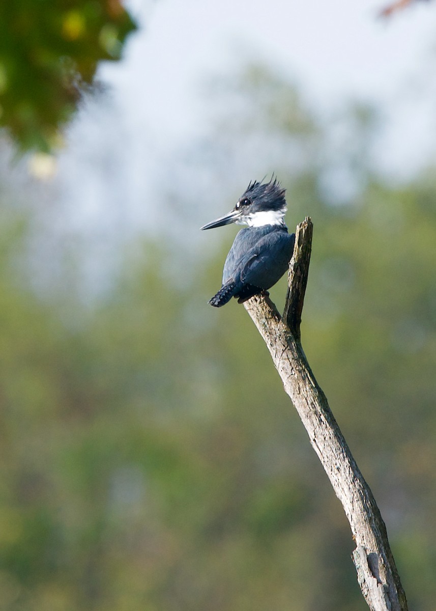 Belted Kingfisher - ML378907401