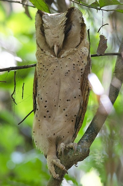 Sri Lanka Bay-Owl - ML378908901