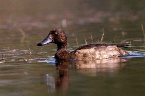 Tufted Duck - ML378908931