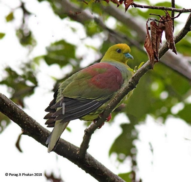 Wedge-tailed Green-Pigeon - Porag Phukan