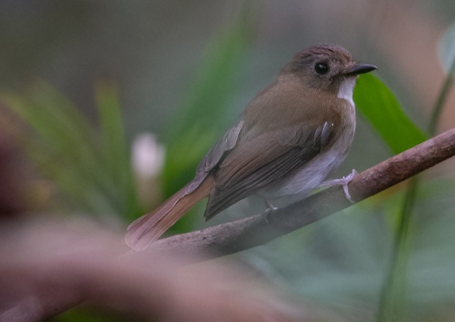 Gray-chested Jungle Flycatcher - ML378913921
