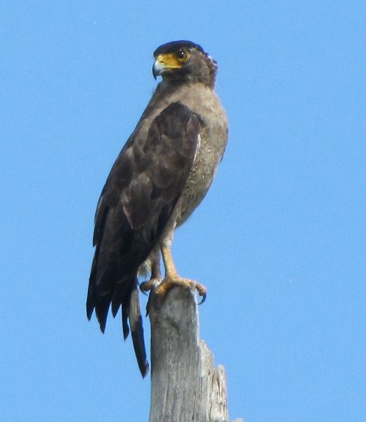 Crested Serpent-Eagle - ML378914061