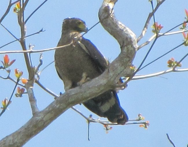 Crested Serpent-Eagle - ML378914131