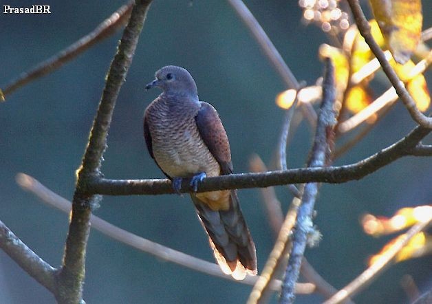 Barred Cuckoo-Dove - prasad Basavaraj