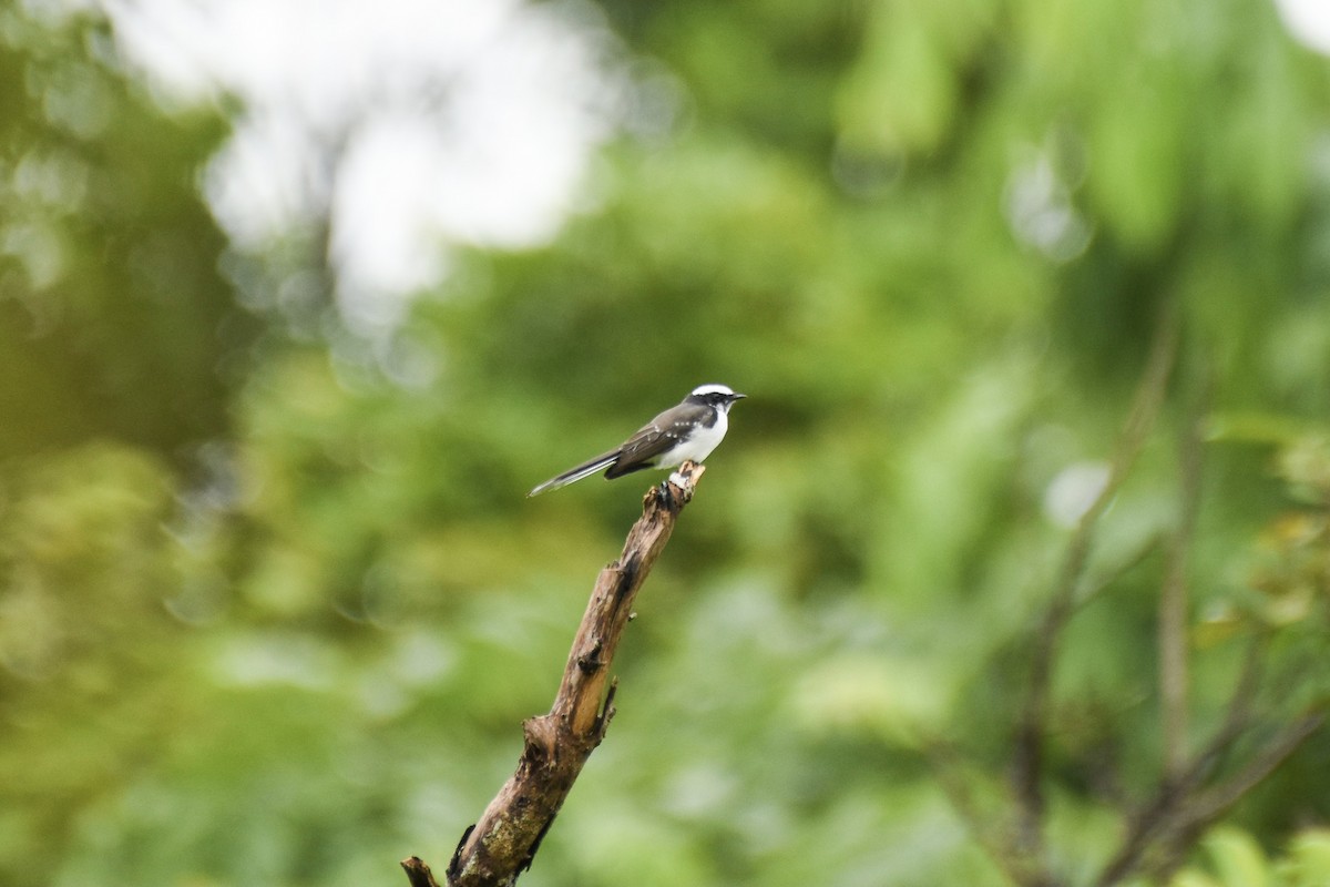 White-browed Fantail - ML378915411