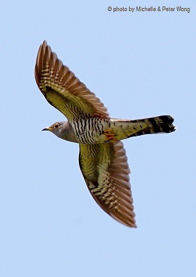 Indian Cuckoo - Michelle & Peter Wong