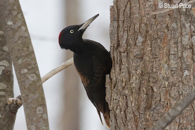 Black Woodpecker - Stuart Price