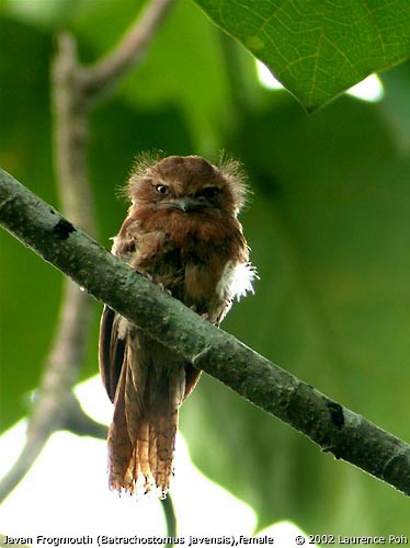 Blyth's Frogmouth - Laurence Poh