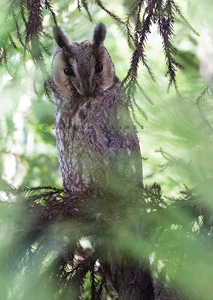 Long-eared Owl (Eurasian) - ML378921641