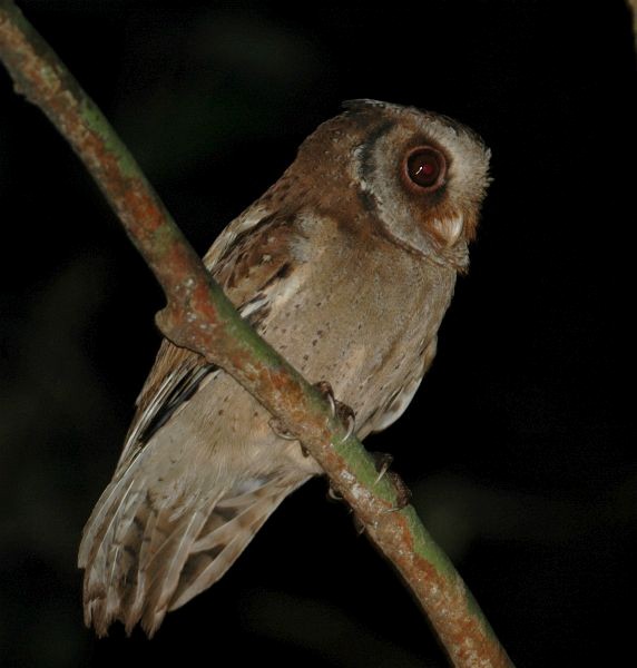 White-fronted Scops-Owl - ML378923681