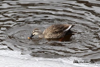 Eastern Spot-billed Duck, ML378926651