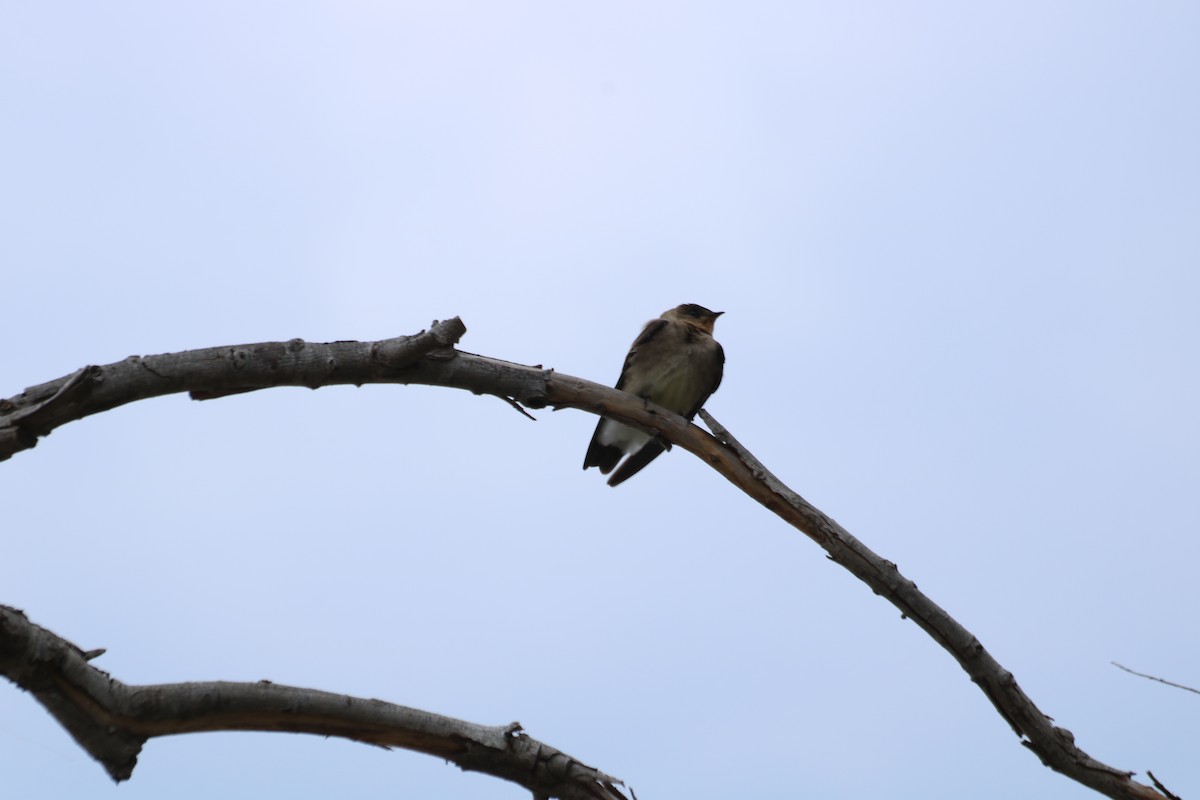 Southern Rough-winged Swallow - Maria Alejandra Varisco
