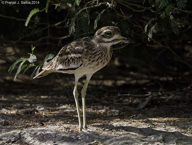 Indian Thick-knee - ML378929601