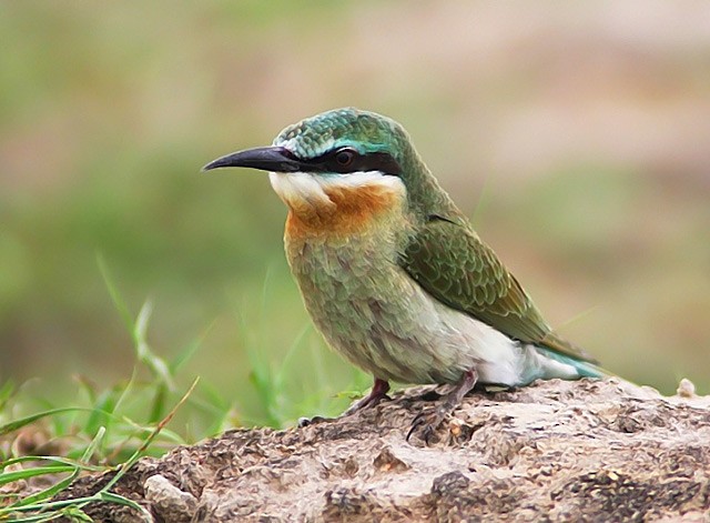 Blue-tailed Bee-eater - VEER Vaibhav MISHRA
