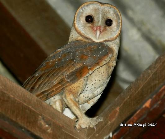 Barn Owl (Eastern) - ML378931941