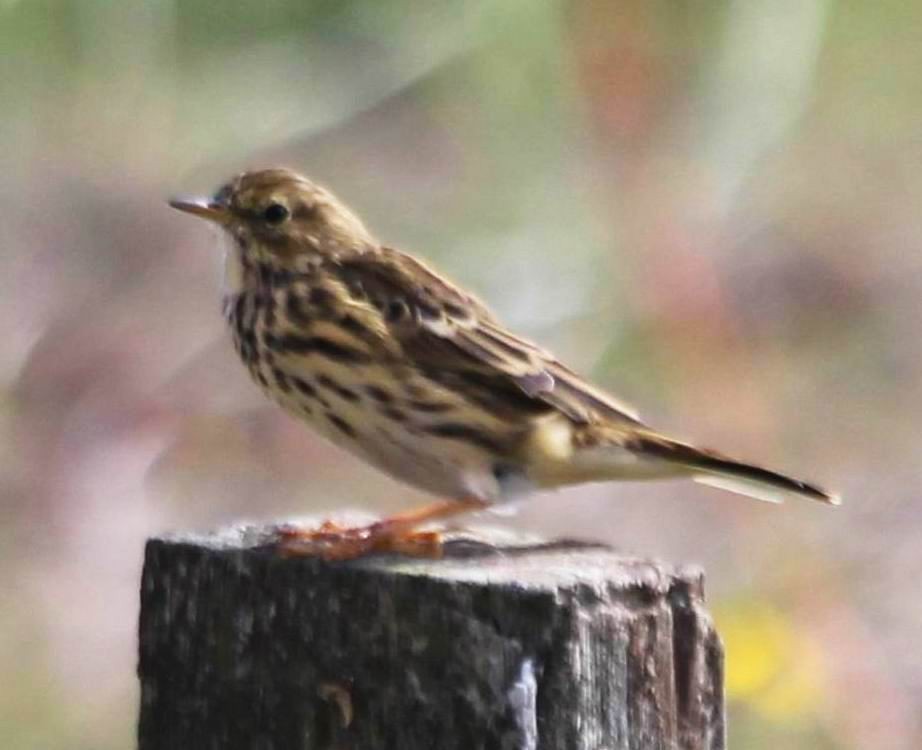 Meadow Pipit - ML378934211