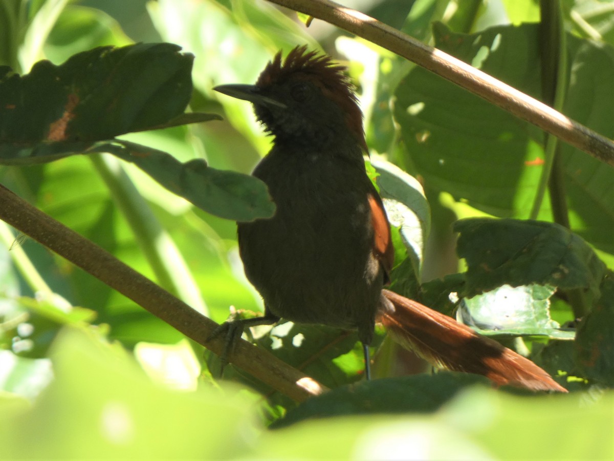McConnell's Spinetail - ML378935631