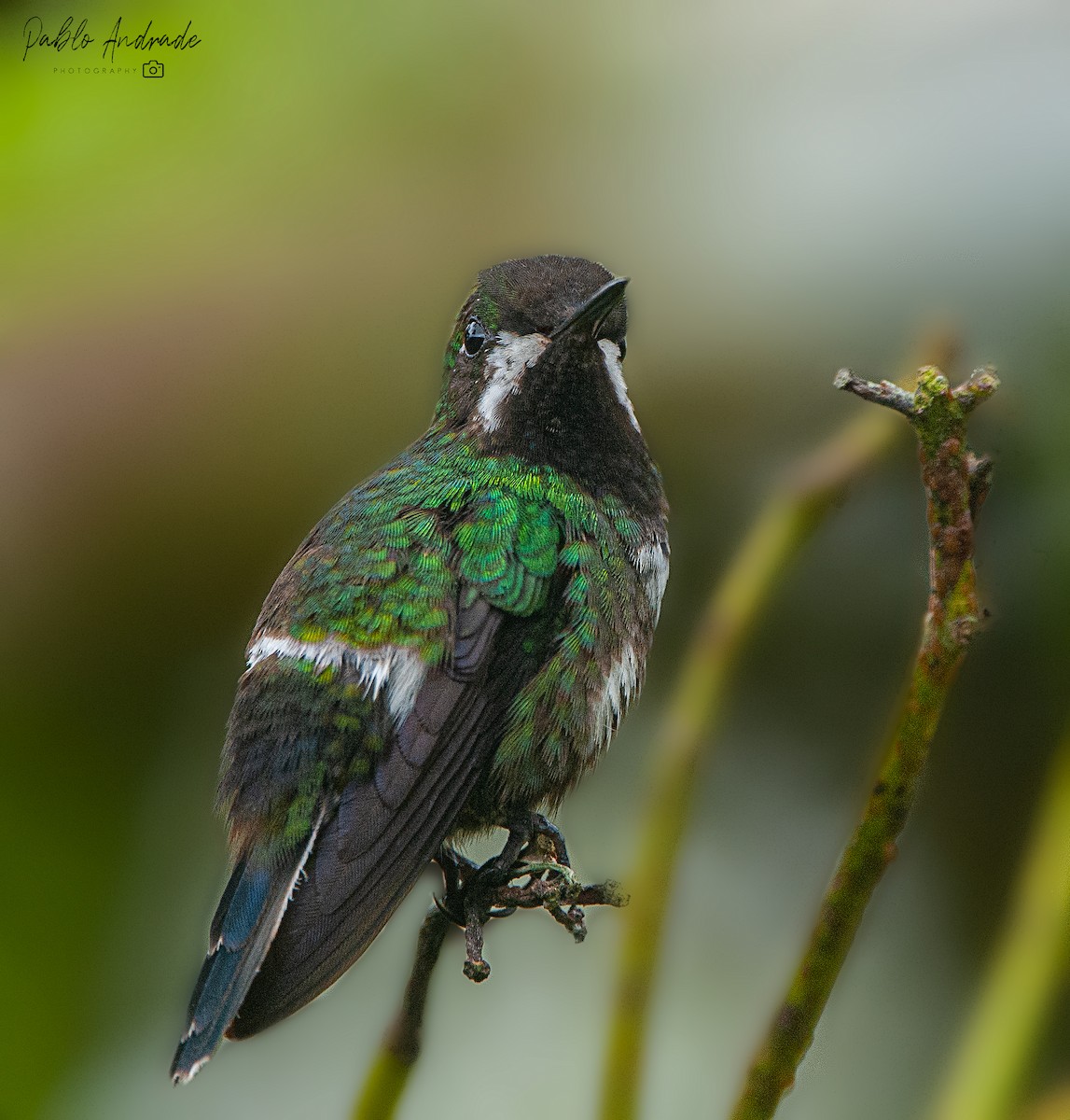 Green Thorntail - Pablo Andrade