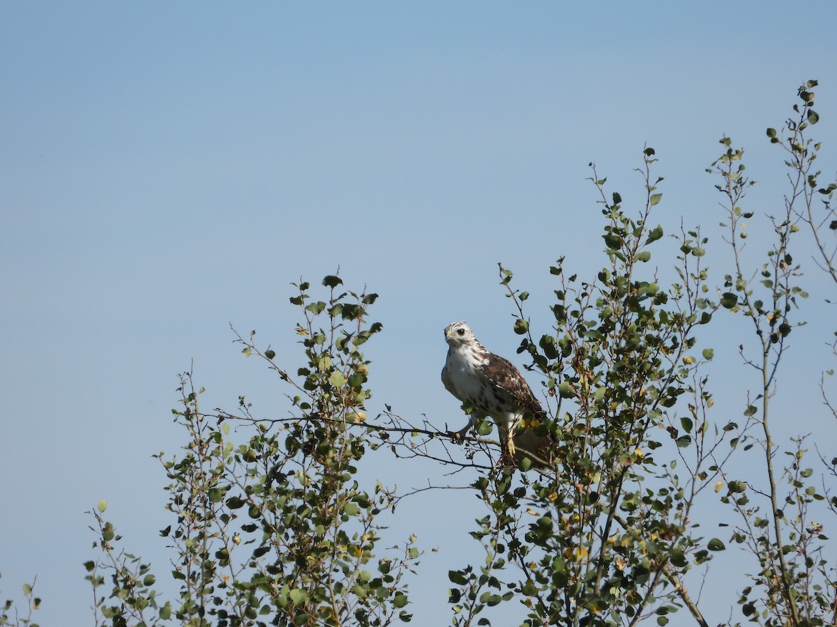 Red-tailed Hawk (Harlan's) - ML378936701