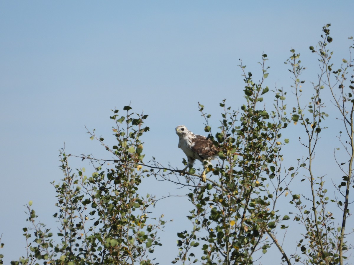 Red-tailed Hawk (Harlan's) - ML378936711