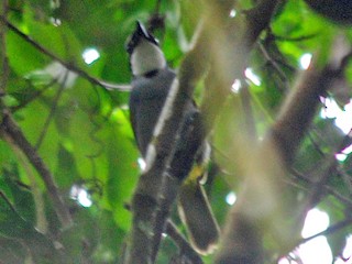  - Mount Kupe Bushshrike