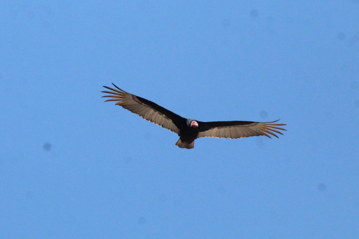 Turkey Vulture - Reynaldo Valdivia Reyes
