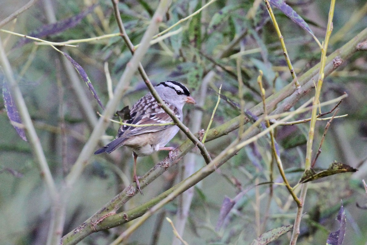 White-crowned Sparrow - ML378941121