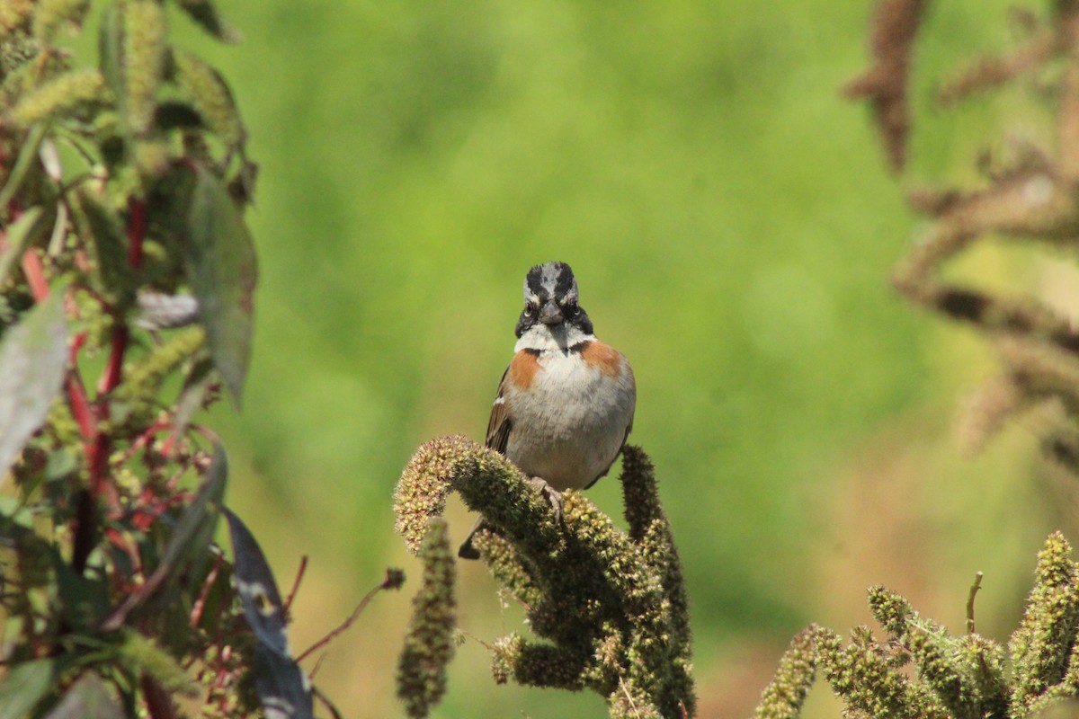 Rufous-collared Sparrow - ML378941231