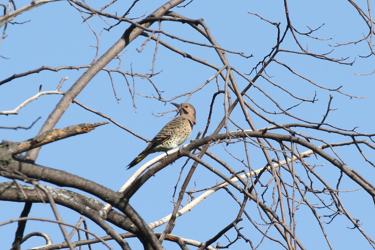 Northern Flicker (Yellow-shafted) - ML378941301