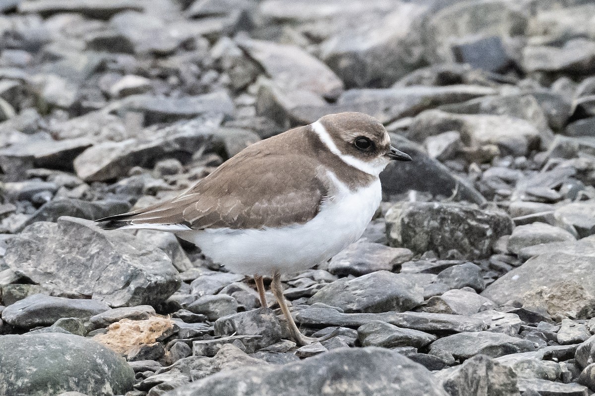 Semipalmated Plover - ML378941651