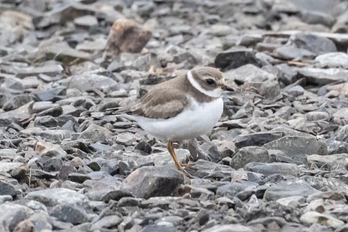 Semipalmated Plover - ML378941661