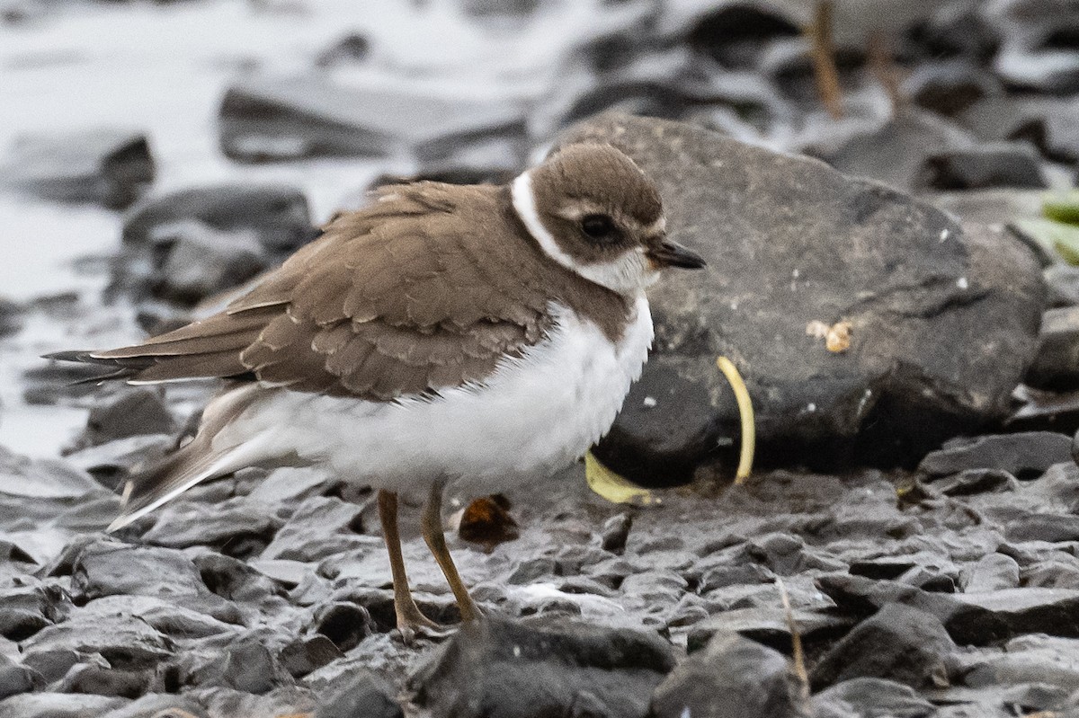 Semipalmated Plover - ML378941841