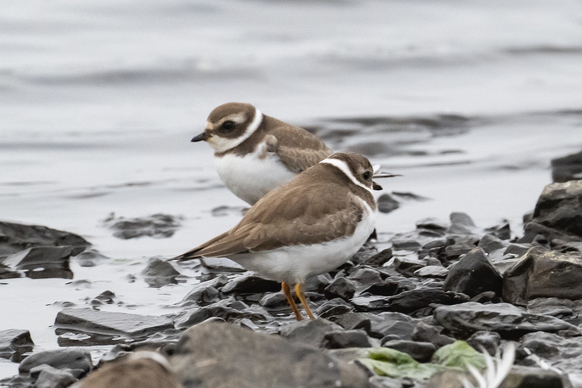 Semipalmated Plover - ML378941861
