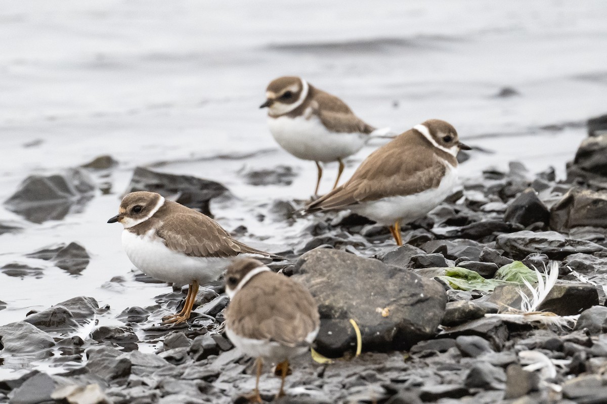 Semipalmated Plover - ML378941871