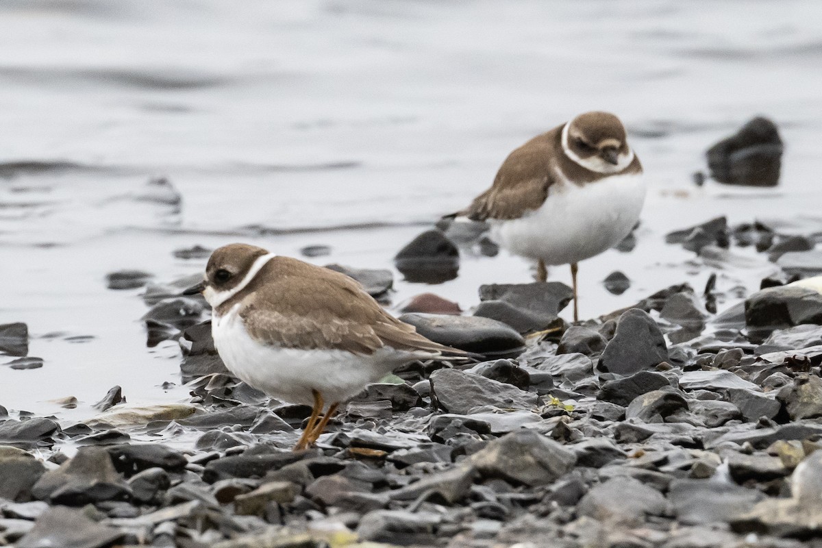 Semipalmated Plover - ML378941881