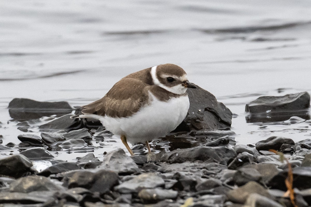 Semipalmated Plover - Frank King
