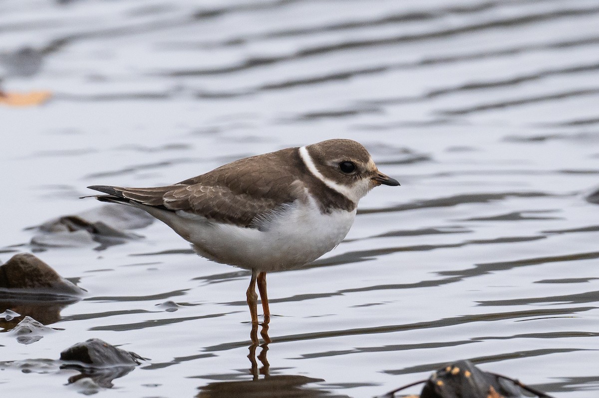 Semipalmated Plover - ML378941911