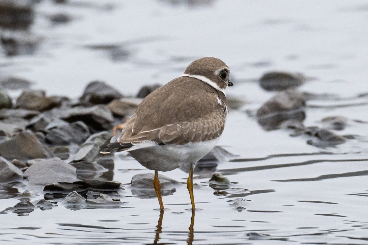 Semipalmated Plover - ML378941931