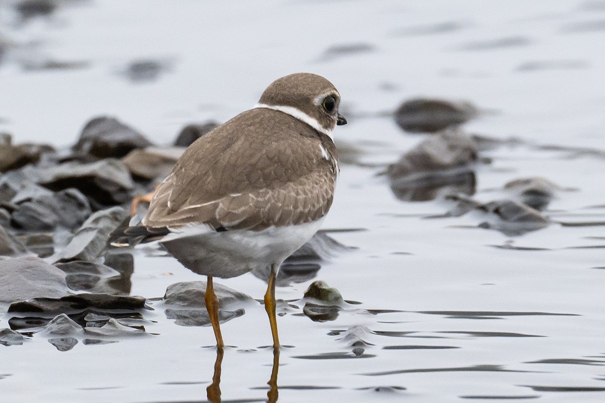 Semipalmated Plover - ML378941941
