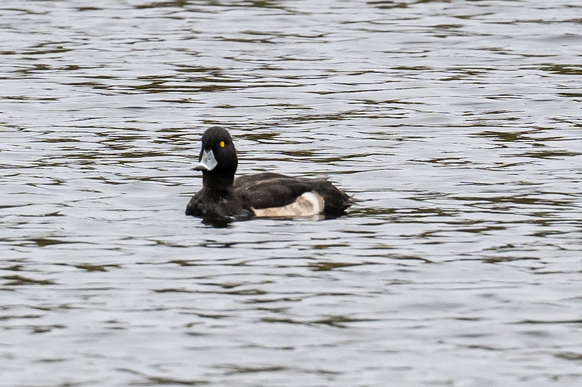 Tufted Duck - ML378942071