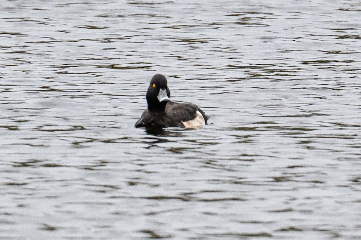 Tufted Duck - ML378942081