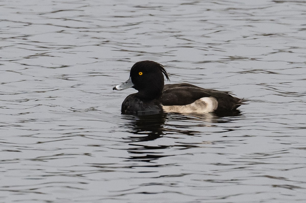 Tufted Duck - ML378942101