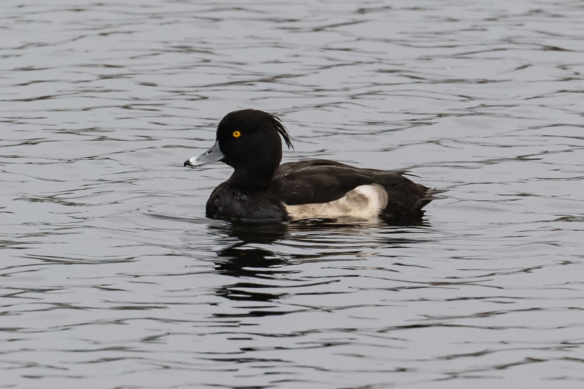 Tufted Duck - ML378942111