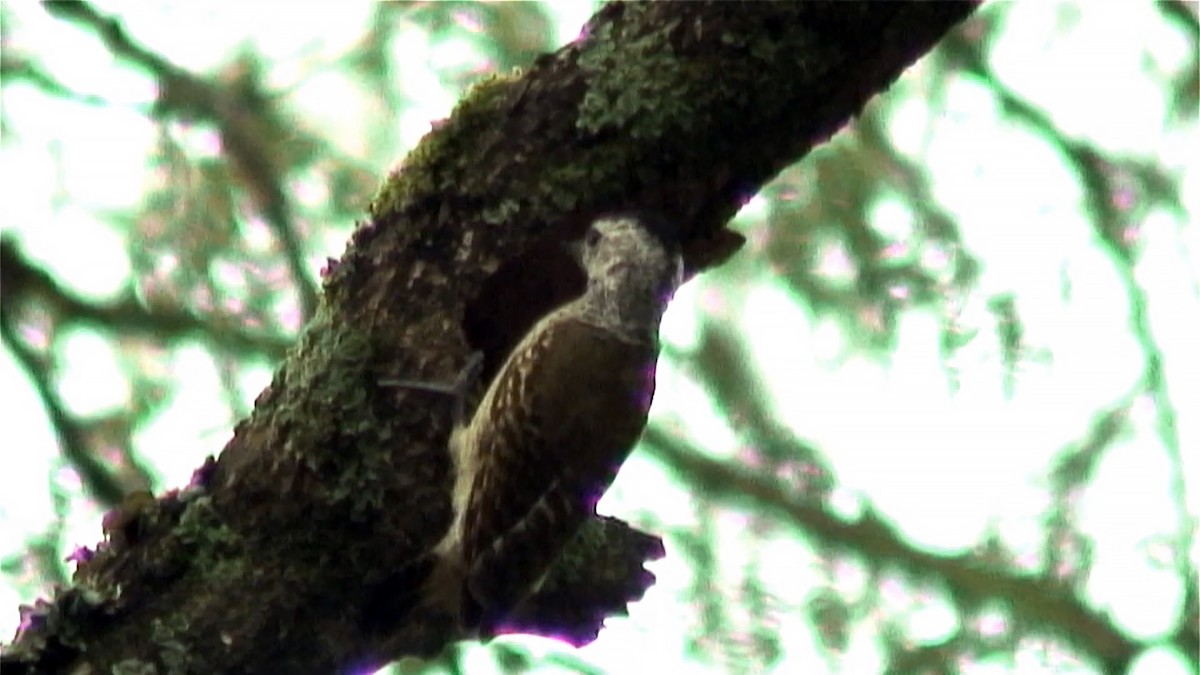 Speckle-breasted Woodpecker - ML378942201