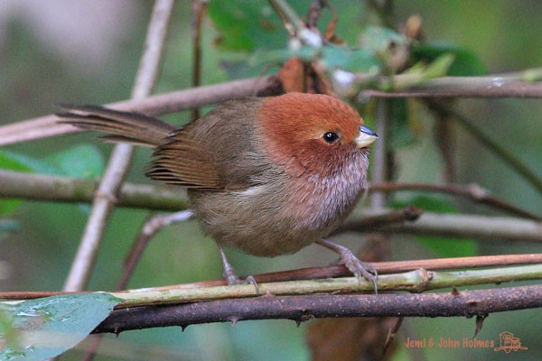 Brown-winged Parrotbill - ML378946611
