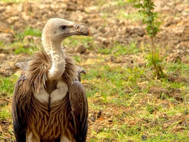 Indian Vulture - ML378948471